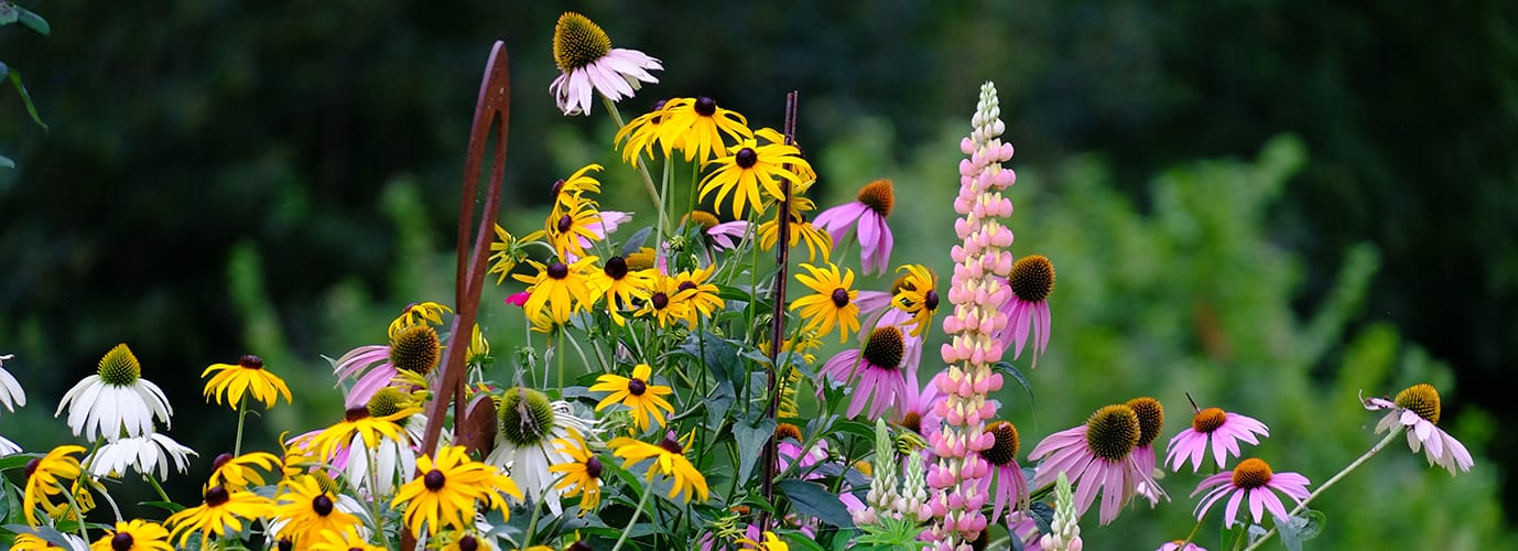 Privacy e Cookie Policy